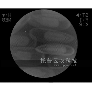 種子活力測(cè)定儀