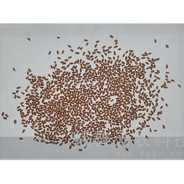 千粒重系統(tǒng)