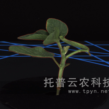 盆栽植物二維數(shù)字表型采集分析系統(tǒng)