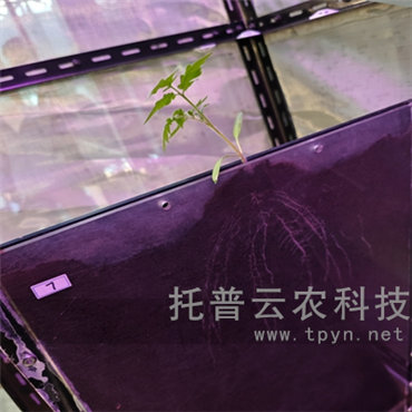 高通量植物根系表型采集分析系統(tǒng)（根盒式）