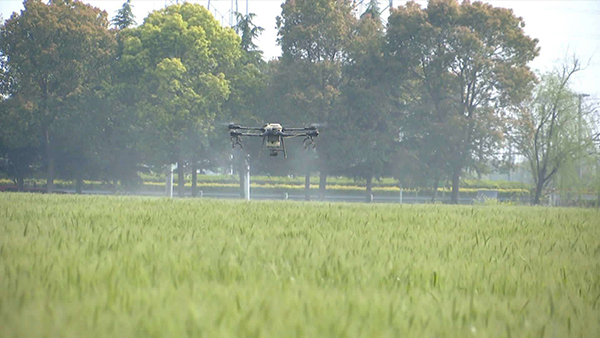 江蘇海門高標準農(nóng)田