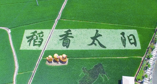 臨安區(qū)太陽鎮(zhèn)高標準農田示范區(qū)