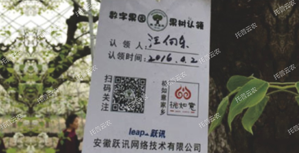 梨樹(shù)認(rèn)籌