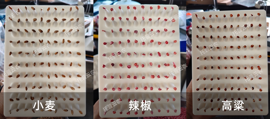 多功能真空數(shù)種置床臺/真空置床系統(tǒng)TP-SZC-60