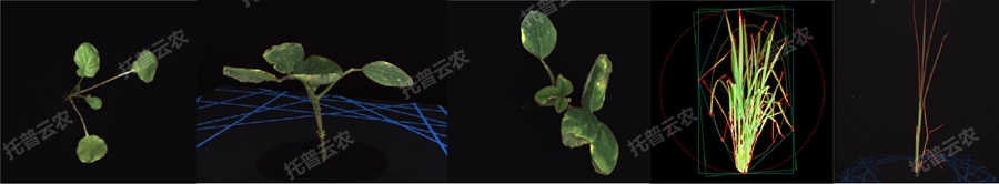 逆境模擬及植物生長(zhǎng)監(jiān)測(cè)平臺(tái)-2維