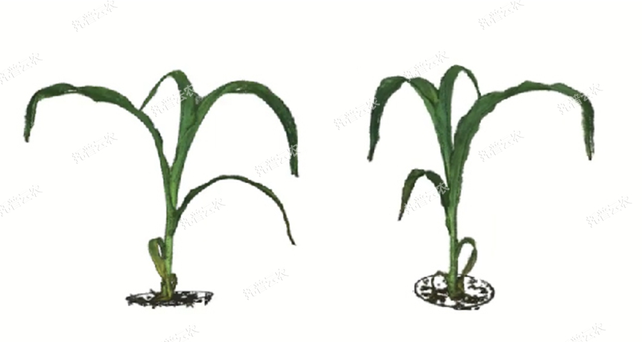 逆境模擬及植物生長(zhǎng)監(jiān)測(cè)平臺(tái)-3維